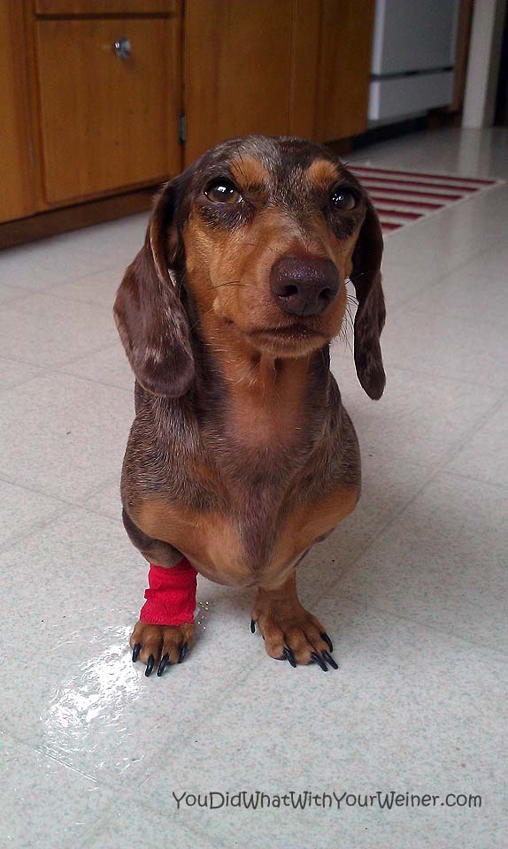 The Easy Way to Choose the Best Pet Insurance