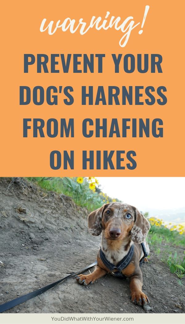 Is Your Dog Active? Beware of Harness Chafing