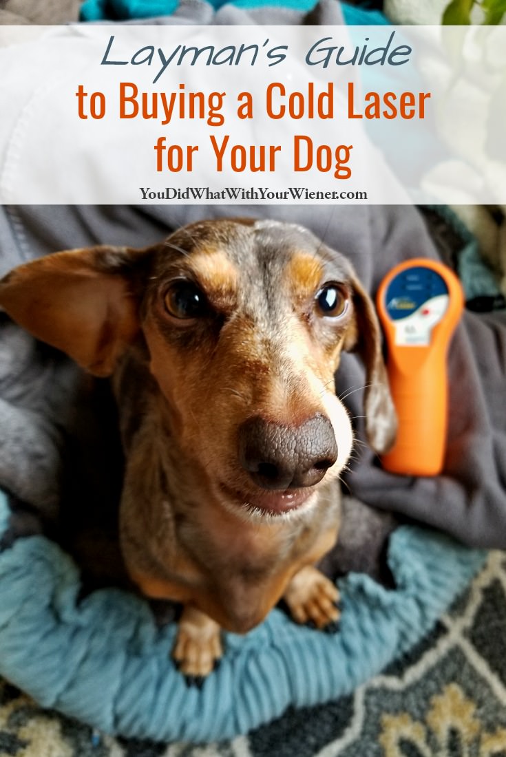 Layman’s Guide to Buying a Cold Laser for Your Dog