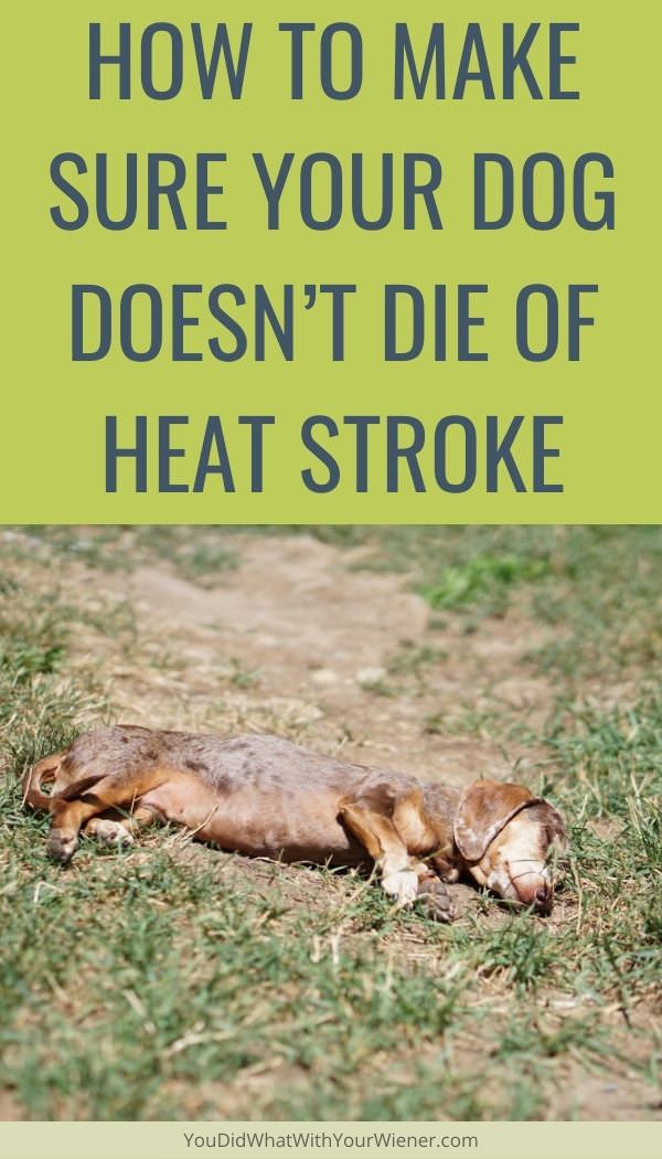 At What Temperature Does A Dog Overheat