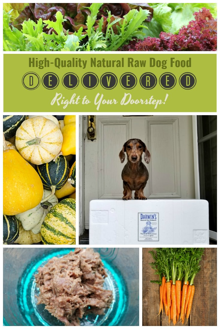 Why I Feed My Dog Raw Food and Choose Darwin’s Natural