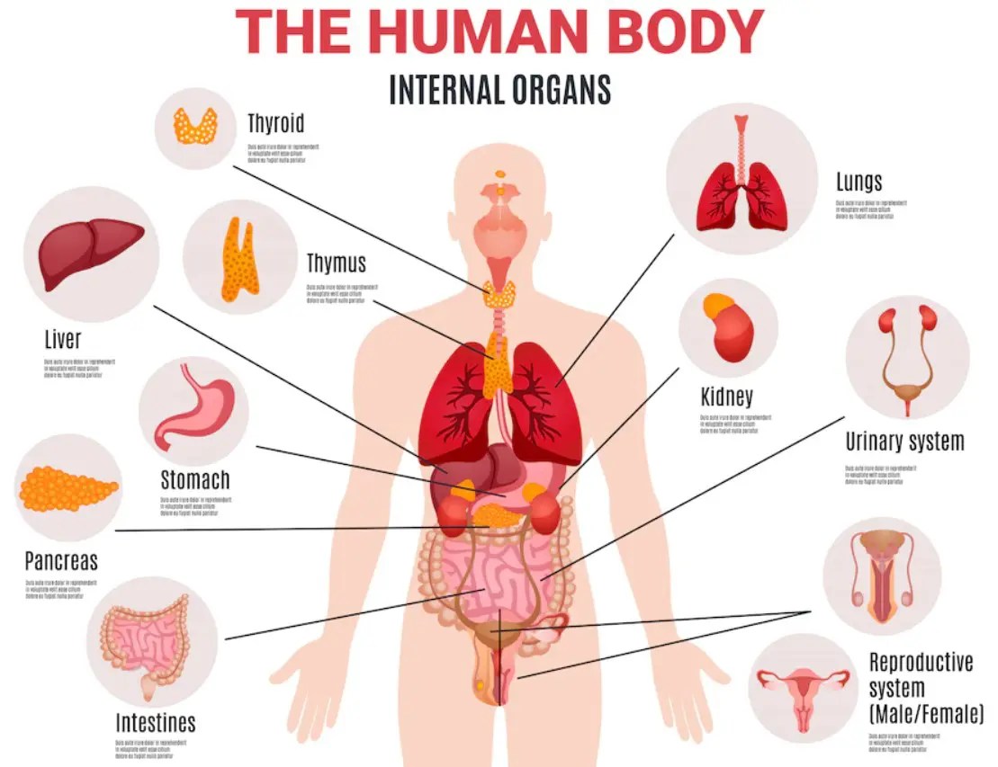 How the Body Works? Guide 2024 YouFro
