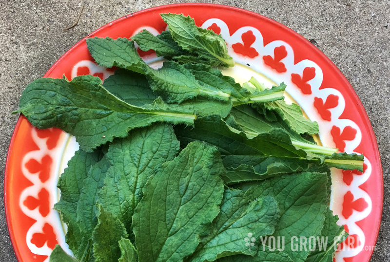 Recipe Borage Leaf Soup Muskoka Lake Gardens