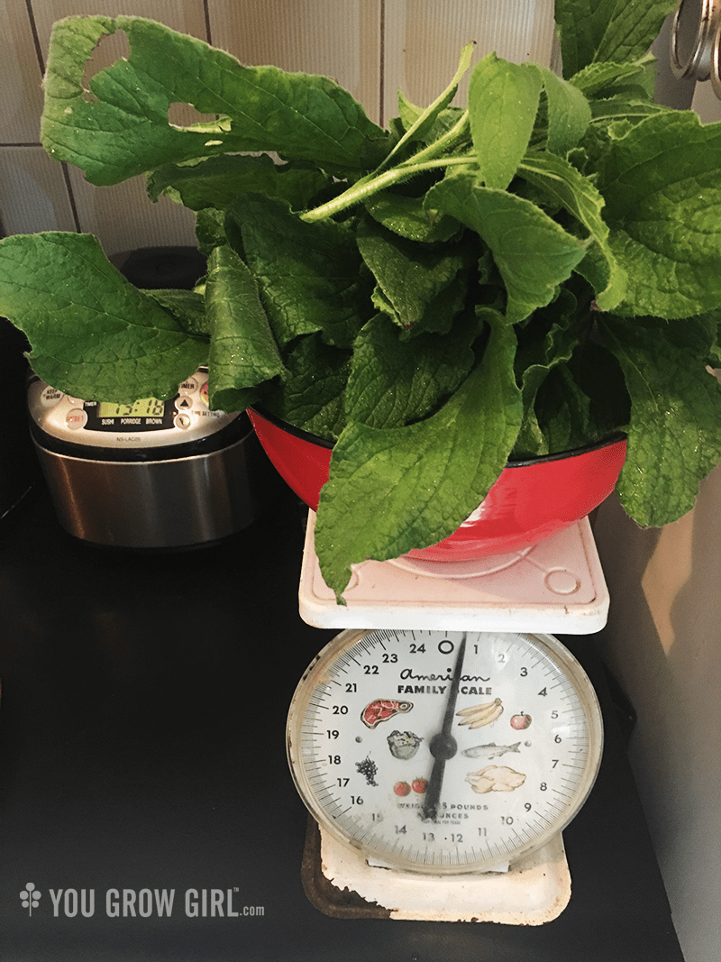 Recipe Borage Leaf Soup You Grow Girl