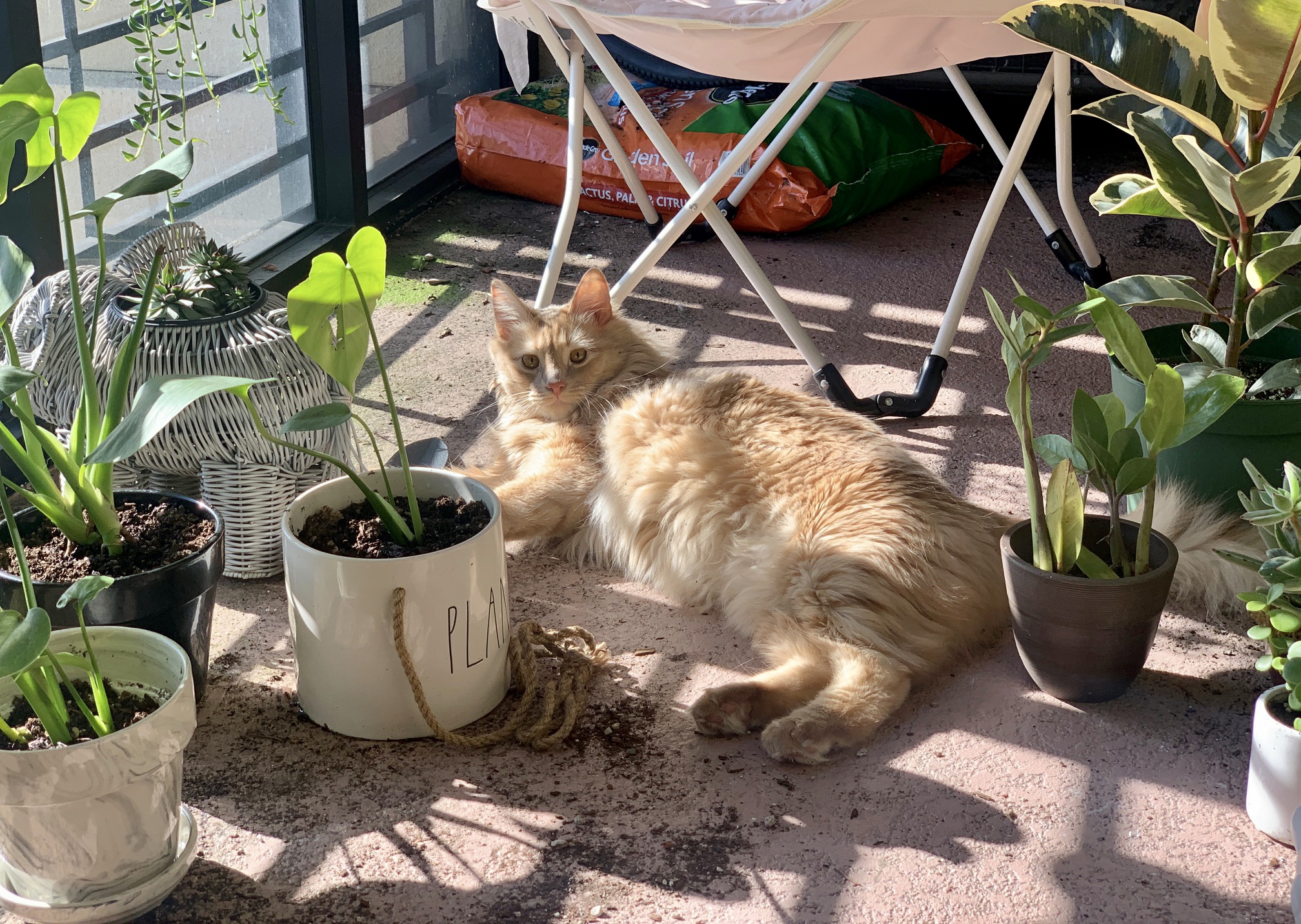 Plants and Cats Together? You grow girl