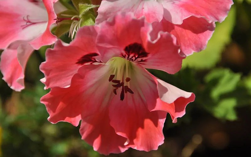 What Flower Am I? Flower Personality Quiz