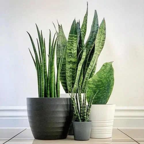 15 Reasons Why the Snake Plant Has Benefits Proven by Researchers