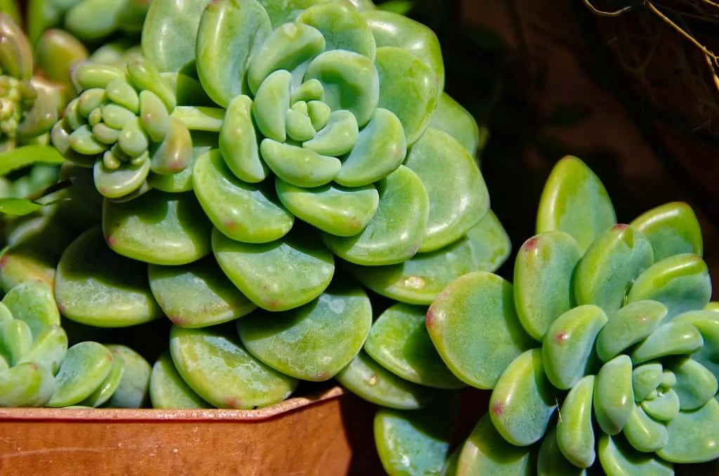 The 10 Smallest Indoor Plants A Guide on How to Take Care of Them