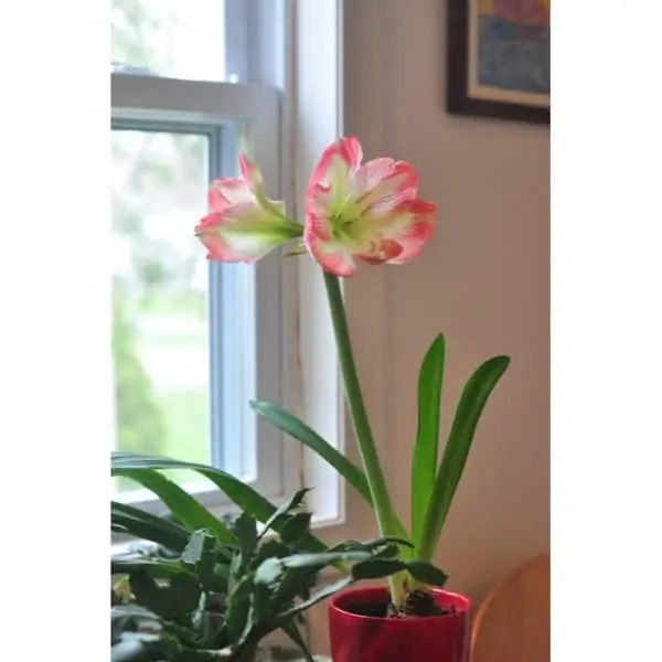 Amaryllis Care Guide For Fresh Flowers All Year Round