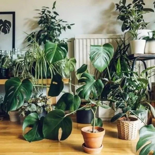 10 Indoor Plants that Thrive in Low Light Plants at Home And Office