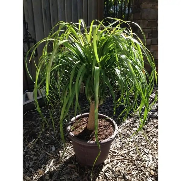 How to Take Care of Your Ponytail Palm