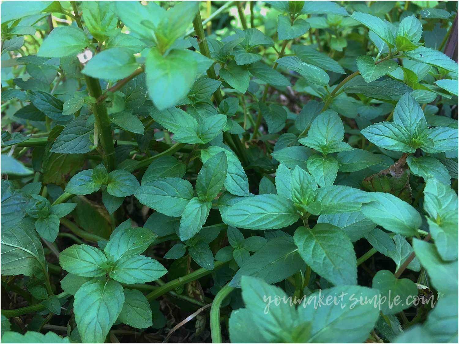 PEPPERMINT How To Grow, Use and Enjoy You Make It Simple