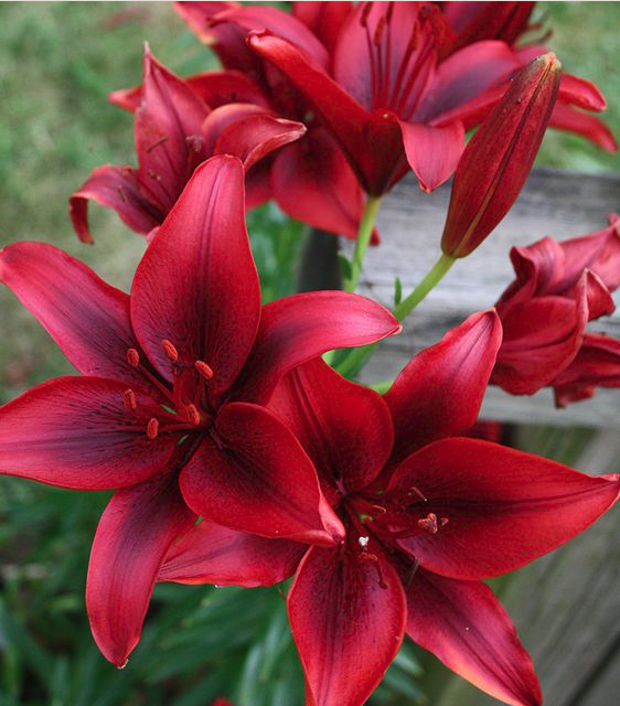 55 Stunning And Most Beautiful Red Flowers You haven't seen Before