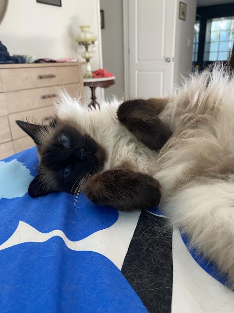 irene huss 2023 Finishing Off Scandinavia & Murder With Maud – "You Might As Well Read"