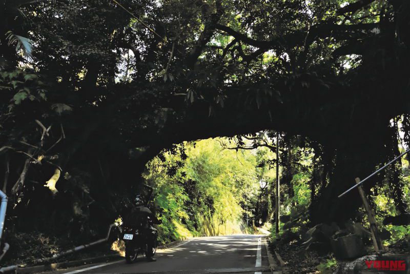 【バイクで巡るニッポン絶景道】安い！ 早い！ 意外と手軽な離島 種子島周遊道路[鹿児島県、種子島]モトツー│WEBヤングマシン｜新車バイクニュース
