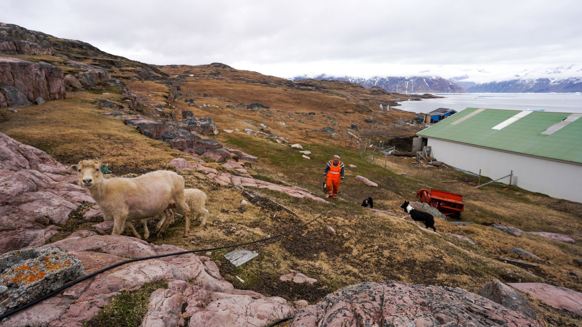 5 things I learned while helping out with lambing in South Greenland