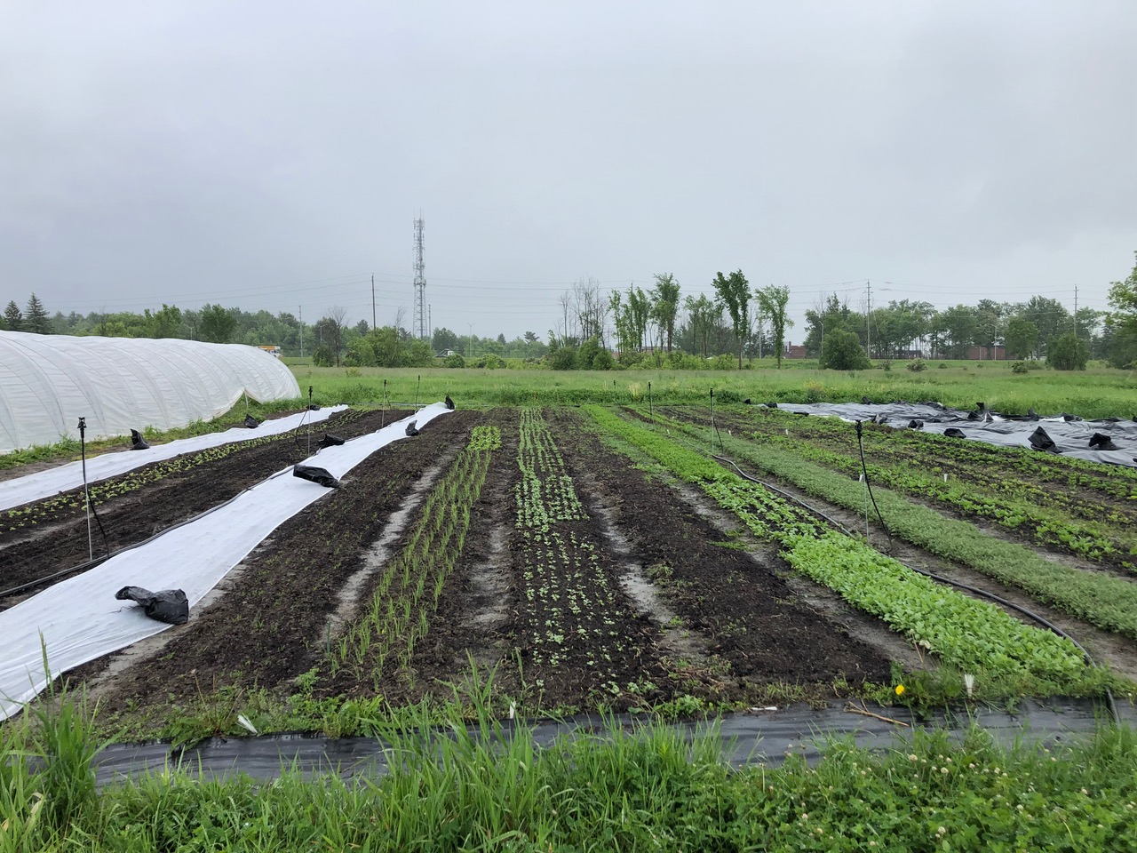FARM JOB OTTAWA, ON Capital Greens Urban Farm, Farm Worker