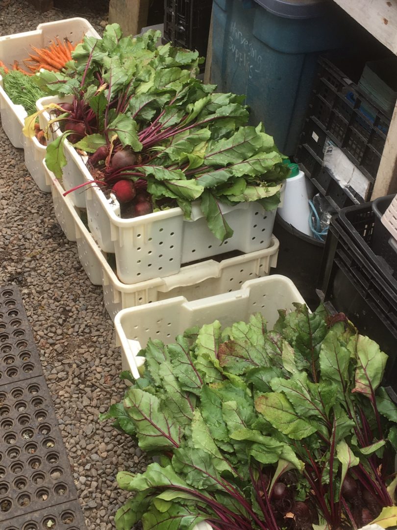 FARM JOB VICTORIA, BC City’s Edge Farm, Farm Crew