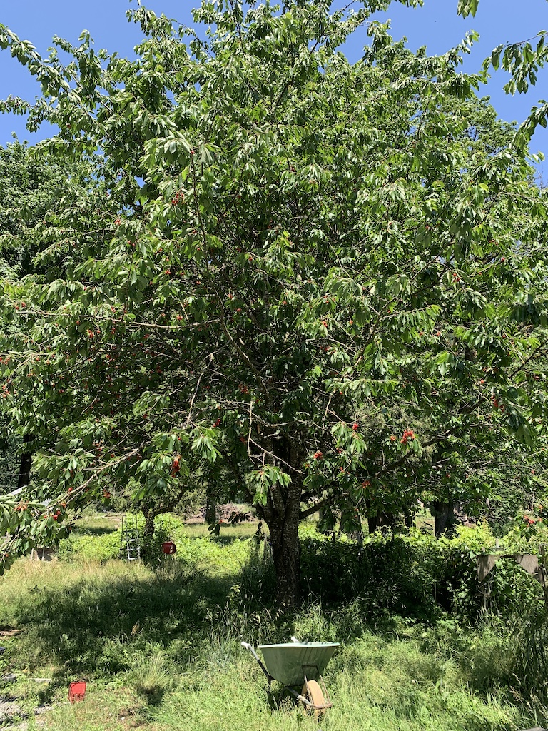 LAND OPPORTUNITY 1+ Acres Seeking Market Gardener Deroche, BC