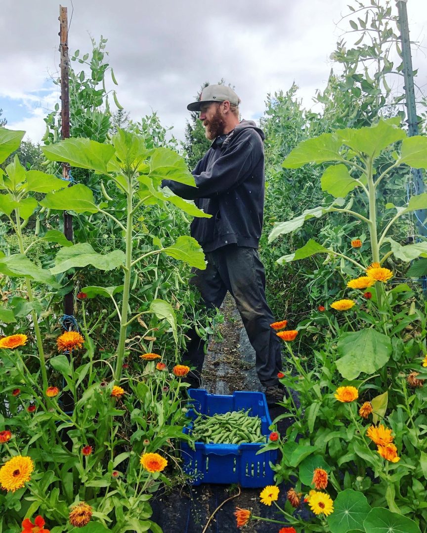 FARM JOB 100 Mile House, British Columbia Big Rock Ranch, Farm Hands