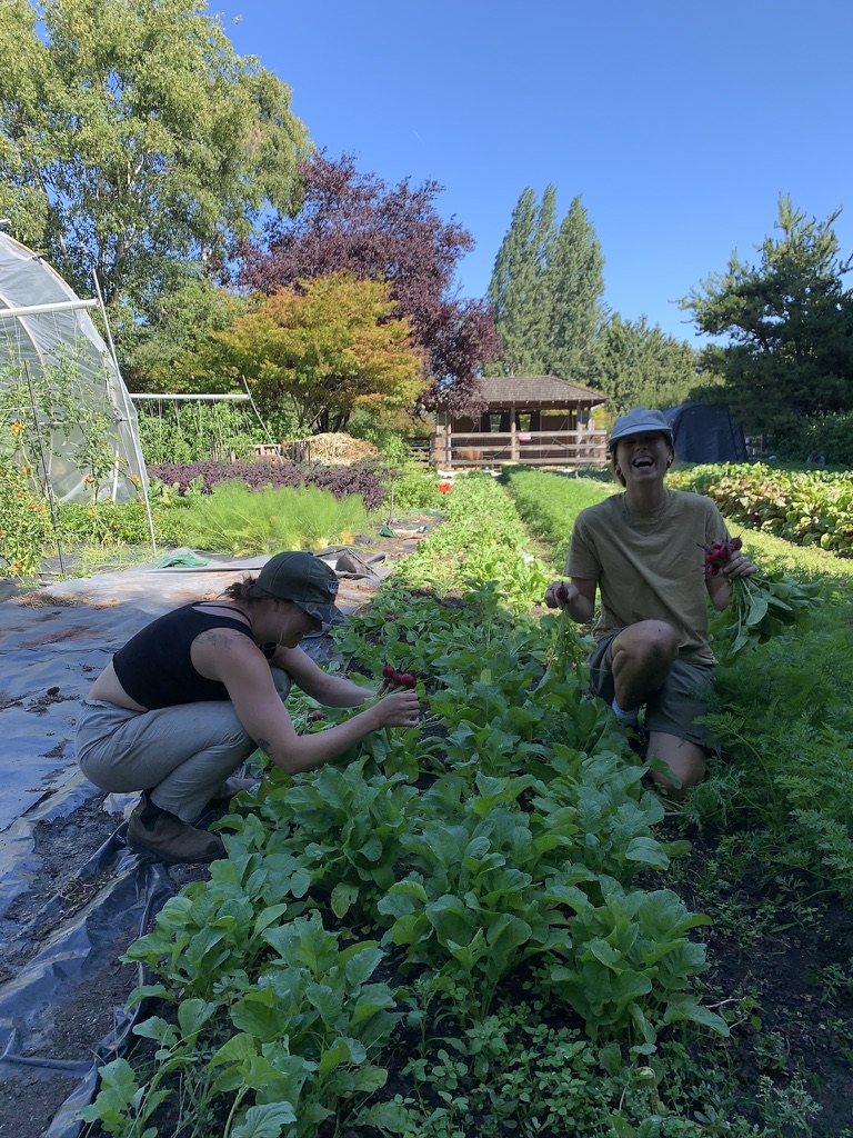FARM JOB Vancouver, BC City Beet Farm, Farm Hands Young Agrarians