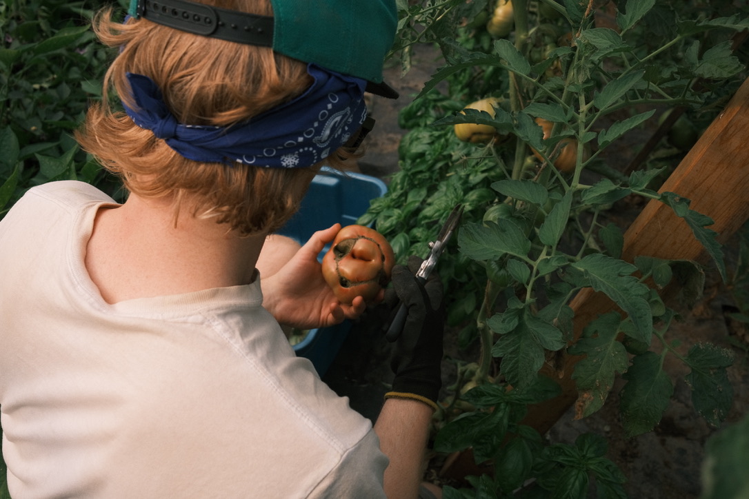 FARM JOB Vancouver, B.C Farmers On 57th, Urban Farm CoLead