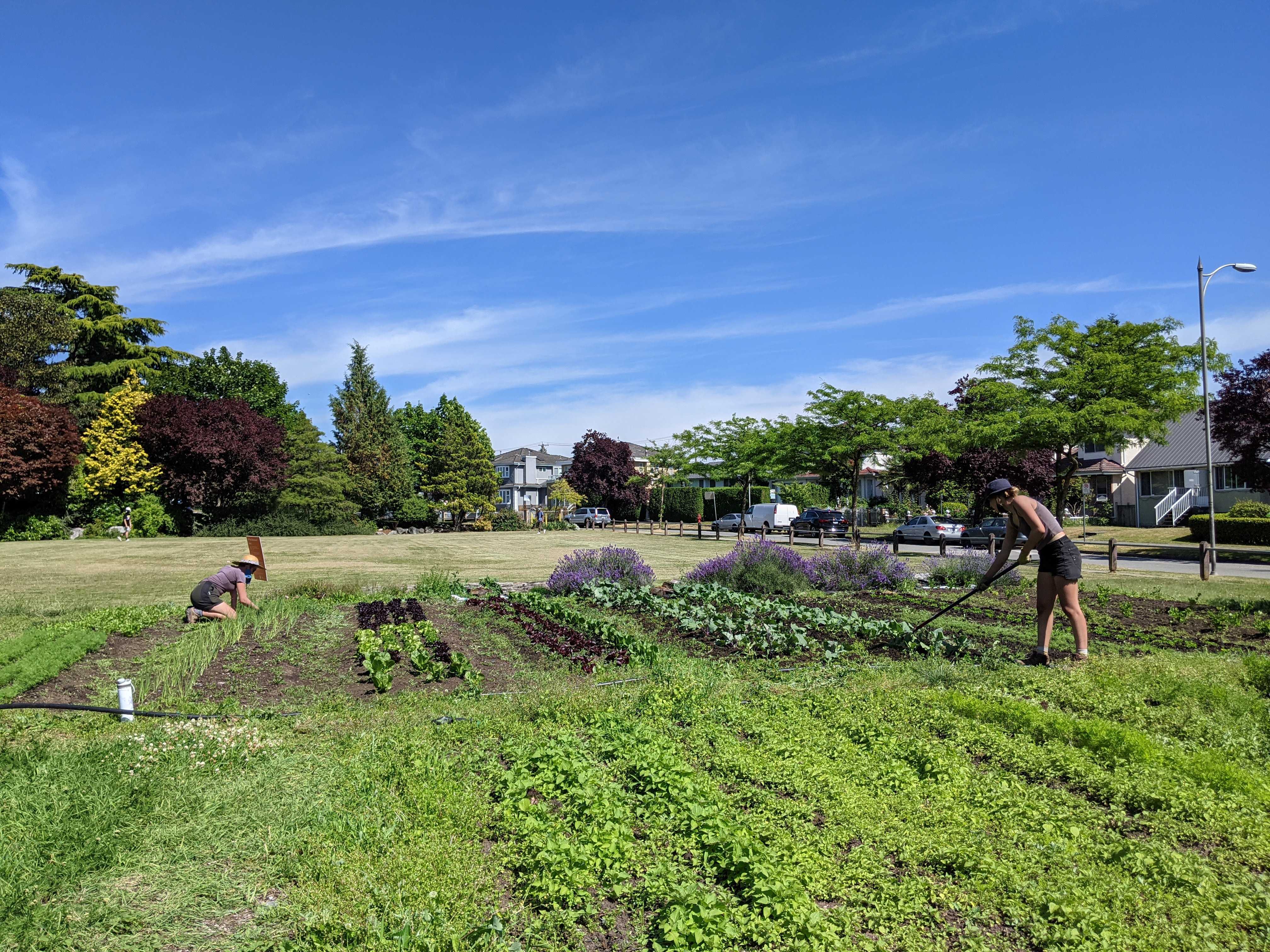 FARM JOB Vancouver, BC Fresh Roots, Schoolyard Farm Manager