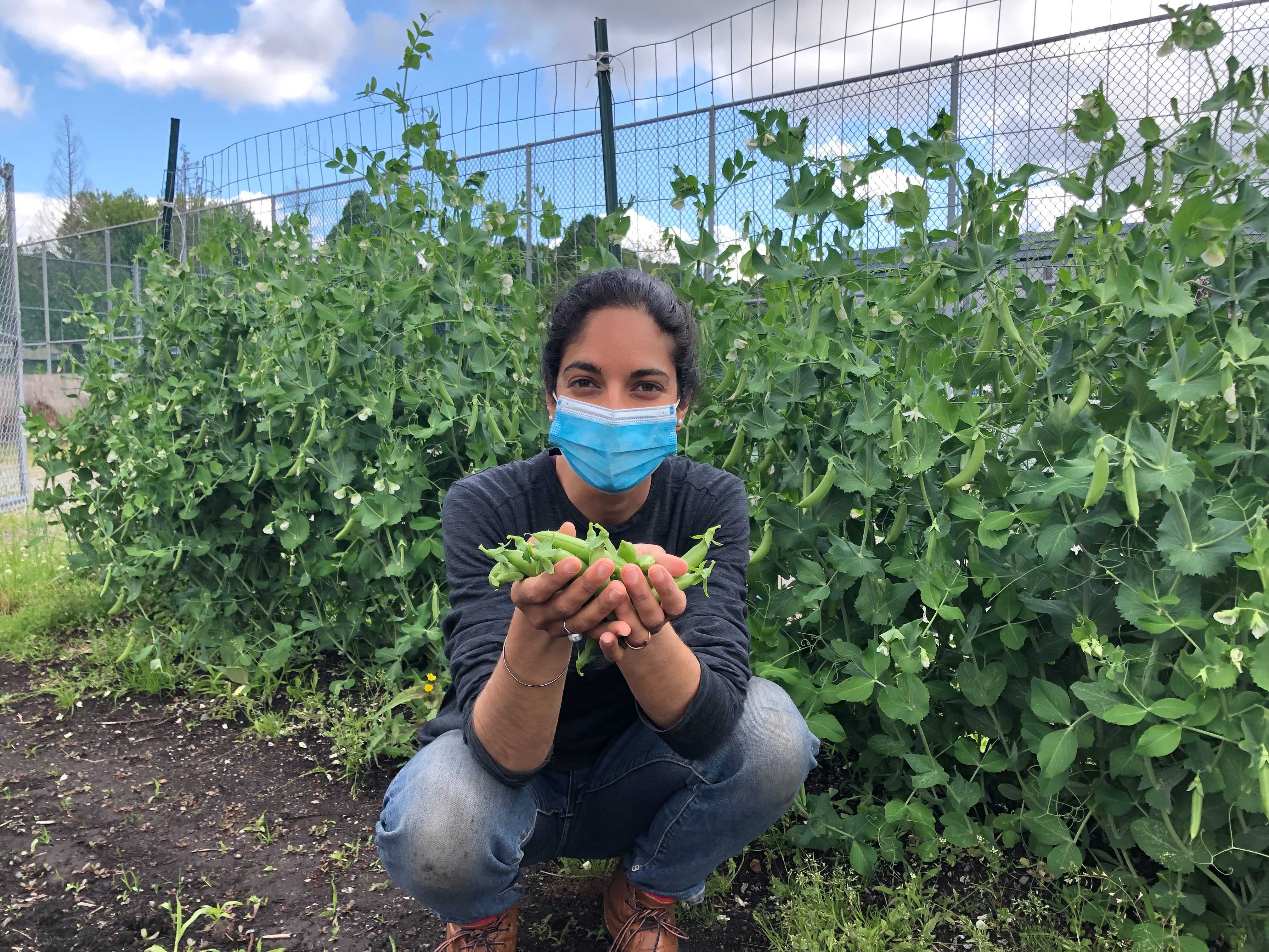 FARM JOB Vancouver, BC Fresh Roots, Schoolyard Farm Manager