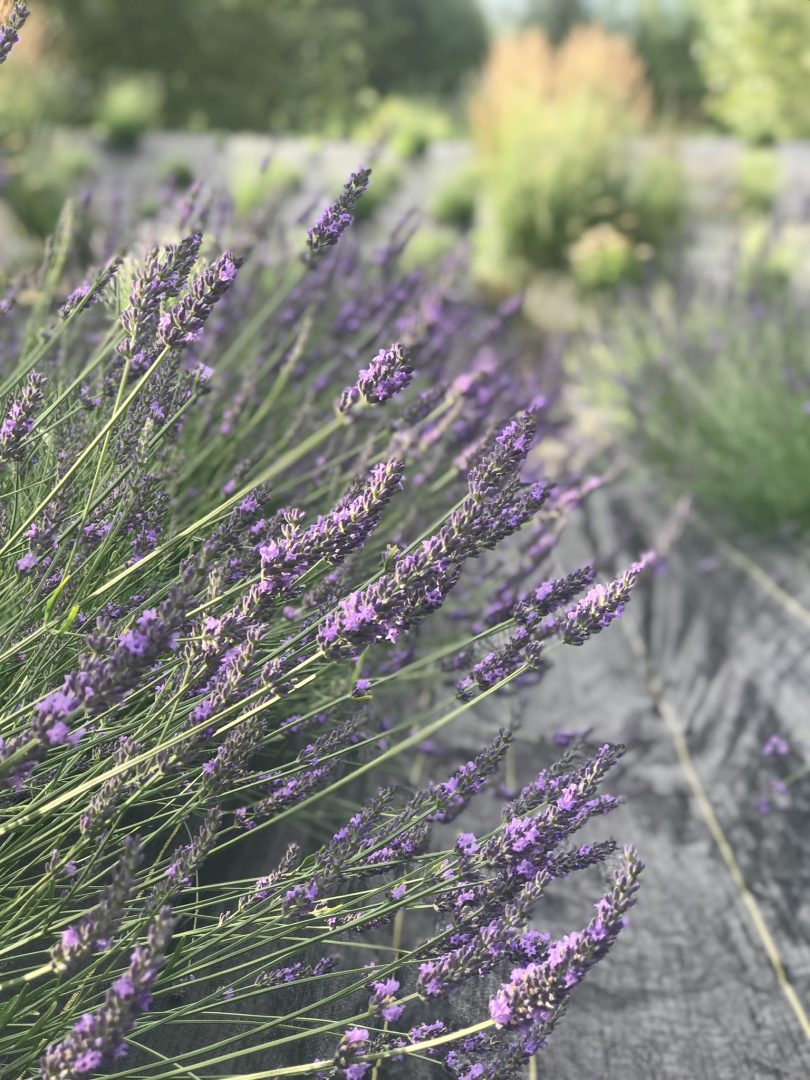 FARM JOB Pemberton, BC From The Garden Shed, Operations Assistant