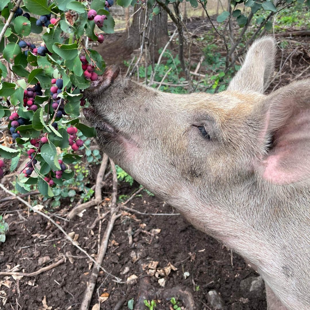 FARM JOB Smithers/Telkwa, BC Groundbreakers, Youth on Farms