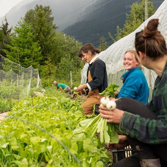 FARM JOB Pemberton, BC Rootdown Organic Farm, Field Crew with