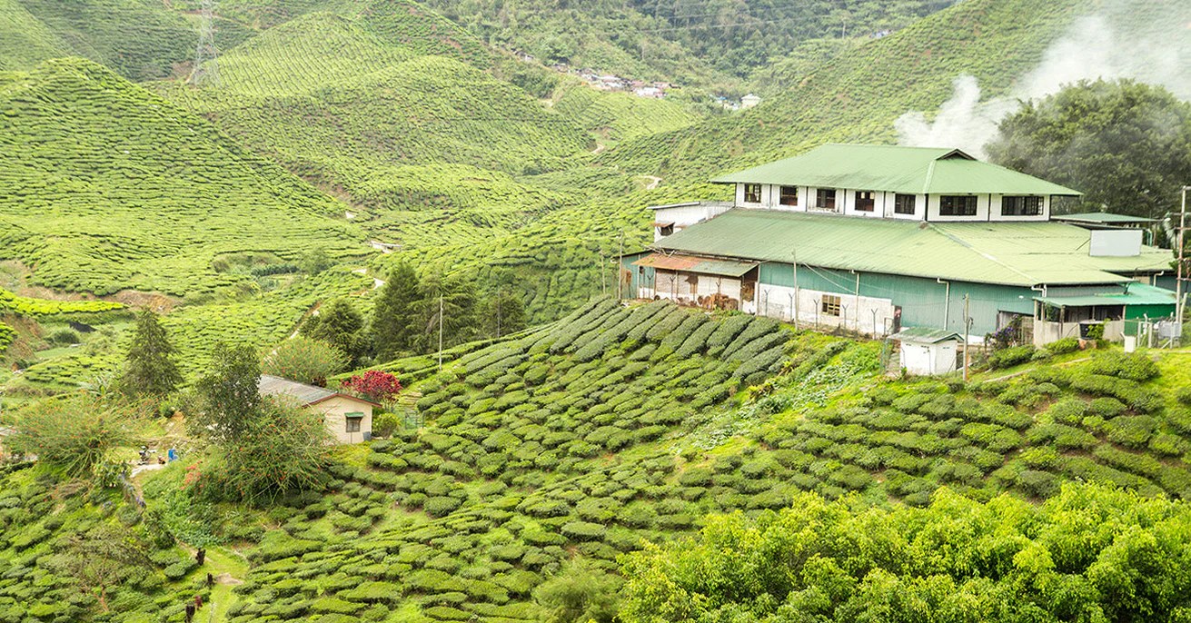 Designing A Specialty Tea Factory Young Mountain Tea