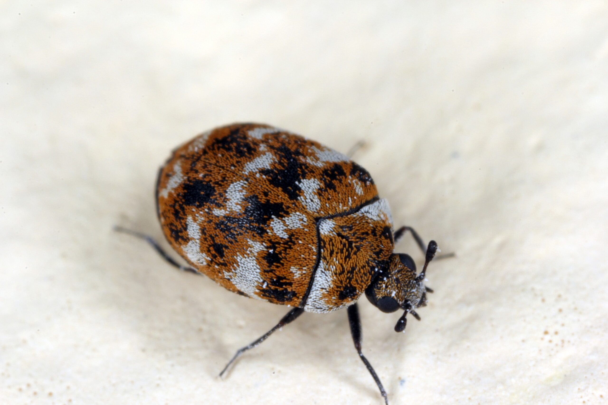 How do carpet beetles enter homes? Youngs Pest Control