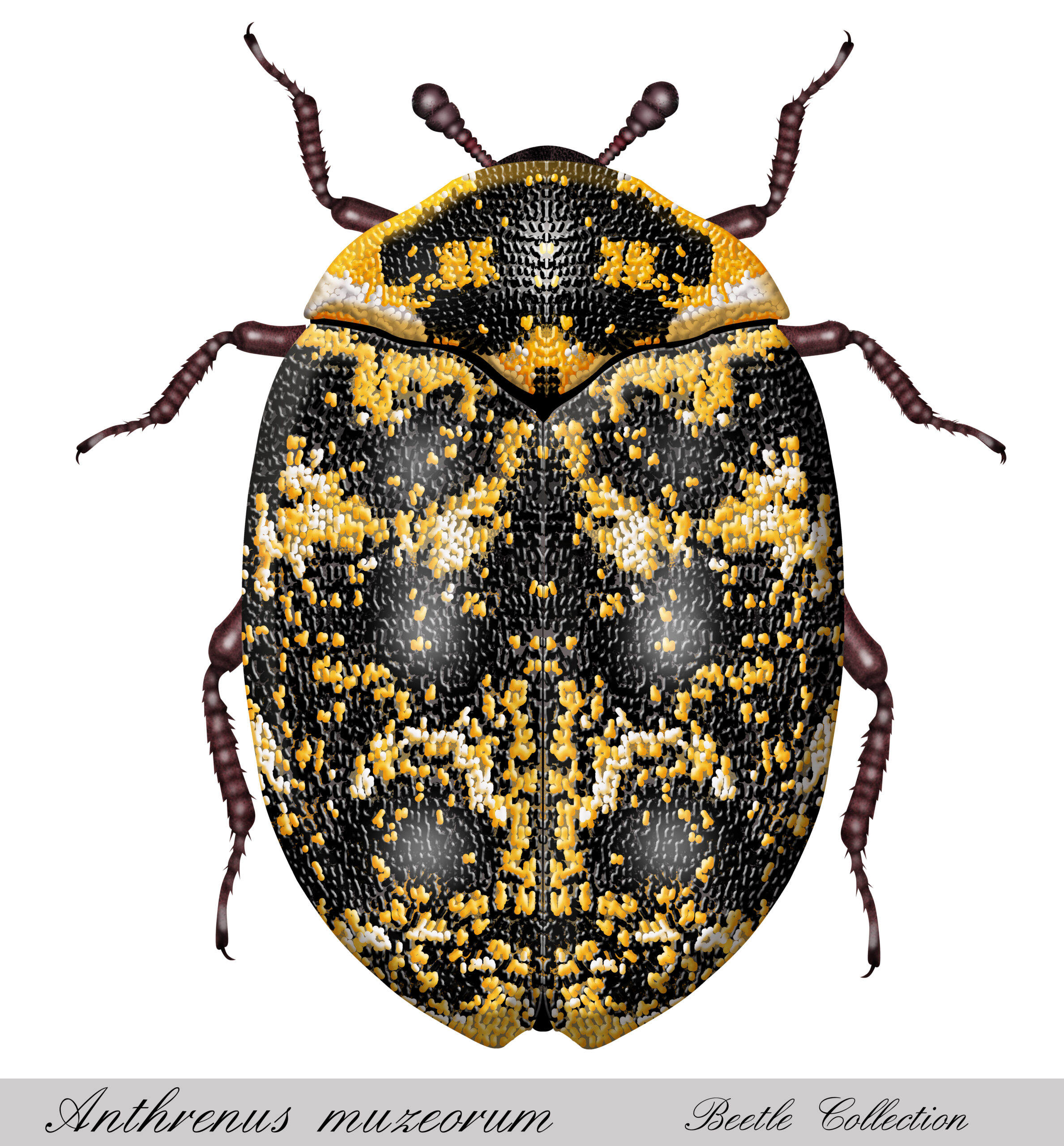 How fast do carpet beetles reproduce? Youngs Pest Control