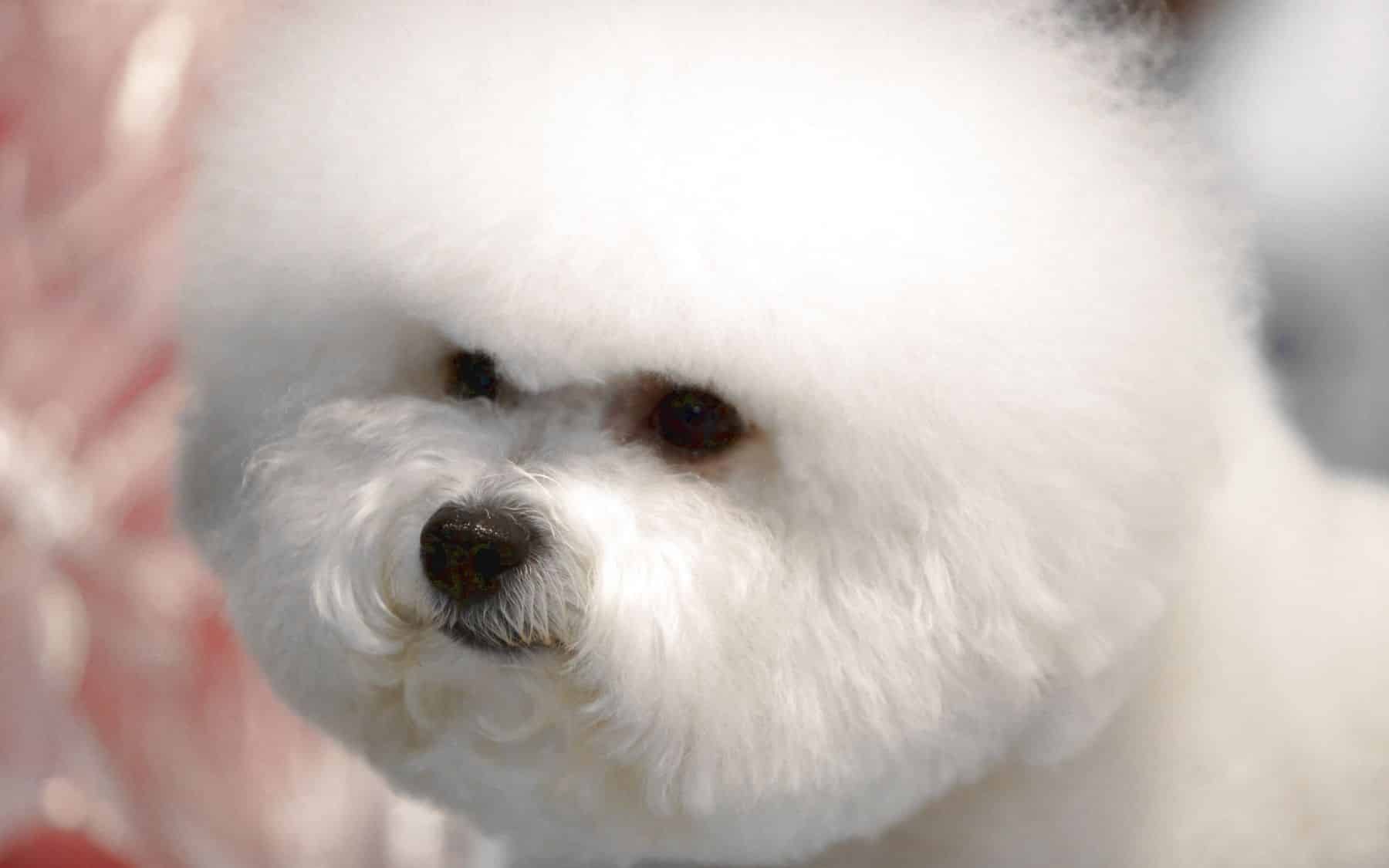 Grooming Tips - Young Woofians - Tear Stain Remover