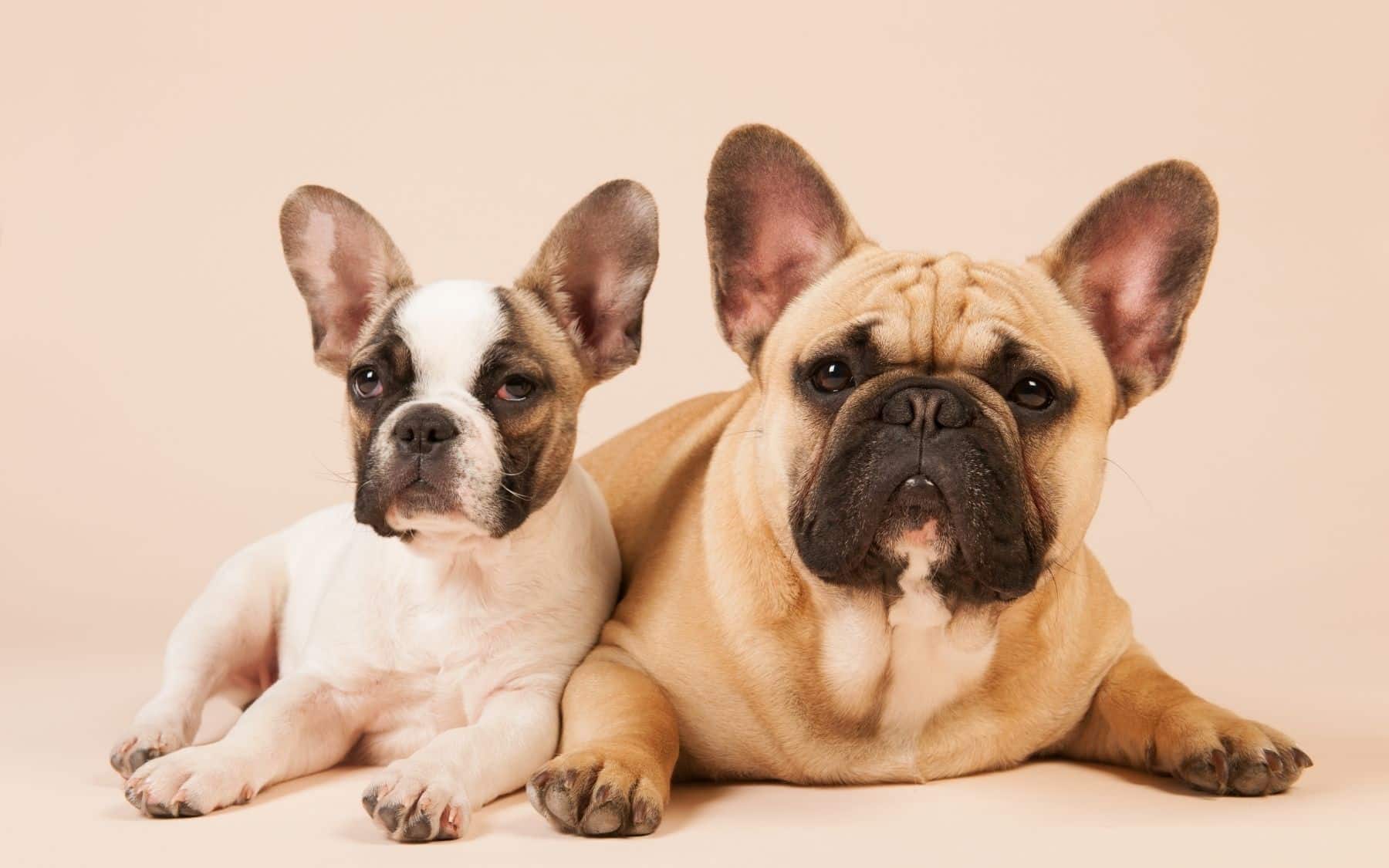 Fabulous Frenchies & Brilliant Bulldogs Young woofians