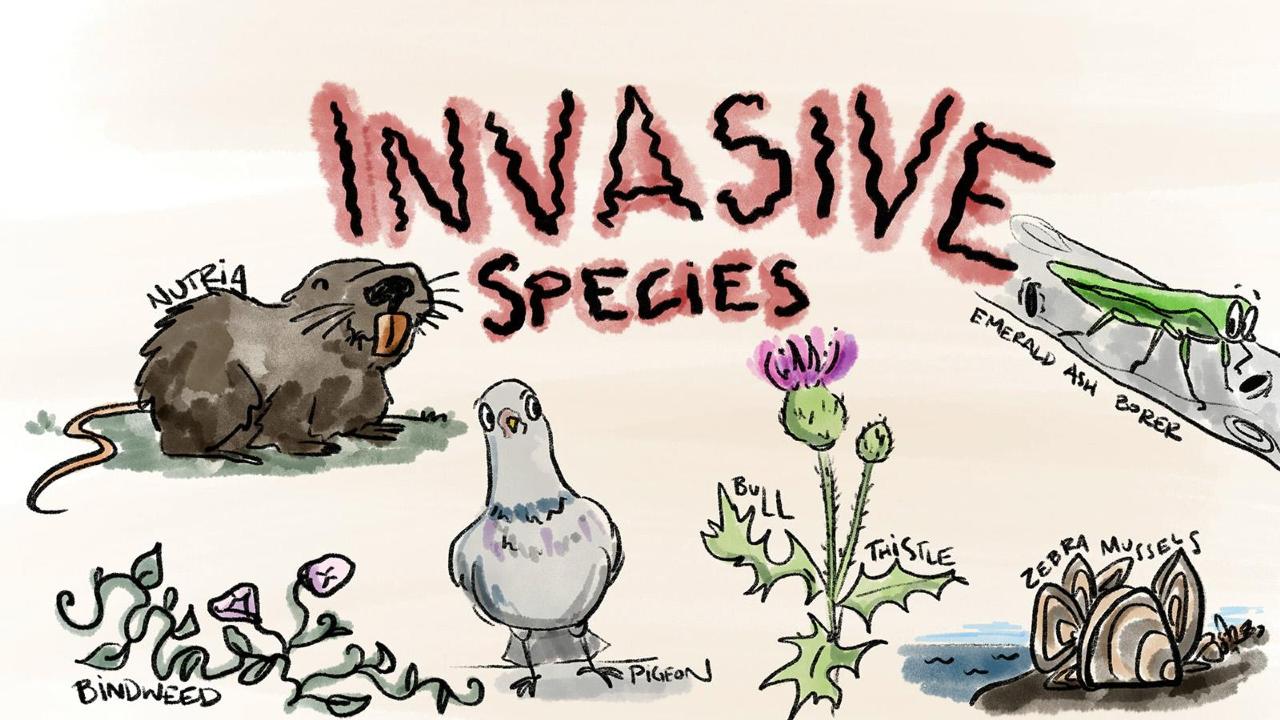 A Report On Invasive Species Youngzine Changing Ecosystems