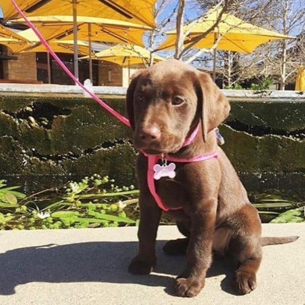 Dog Friendly Restaurants in Yountville Yountville
