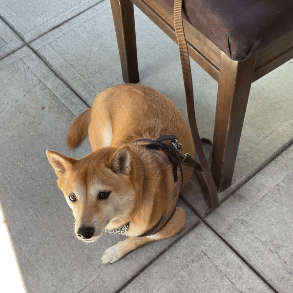 Dog Friendly Restaurants in Yountville Yountville