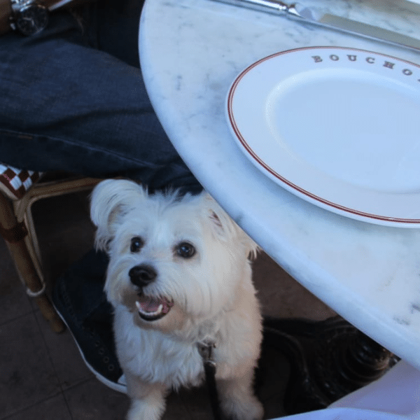 Dog Friendly Restaurants in Yountville Yountville