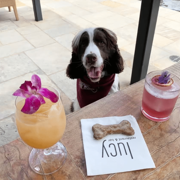 Dog Friendly Restaurants in Yountville Yountville