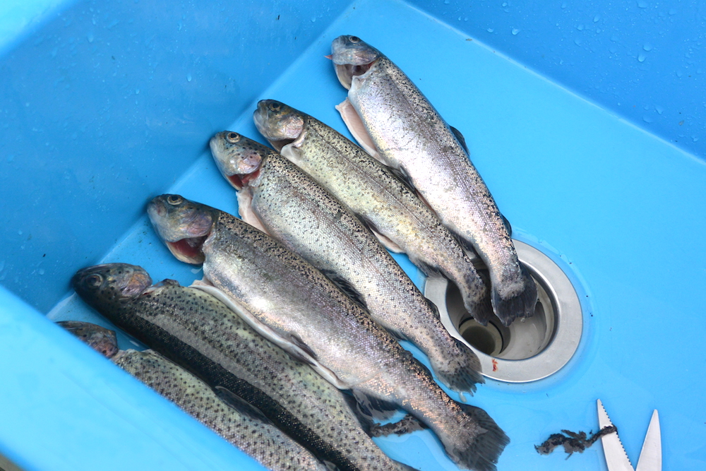 としまえんの屋外プールは冬でも最高に楽しい！ 釣り初心者が楽しめる “釣り堀” として営業中なのです