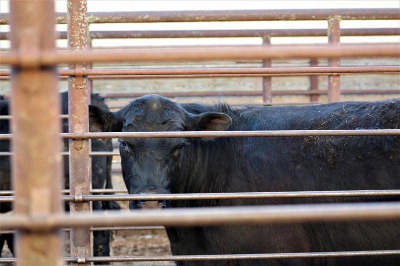 HOT BARN REPORT Special Interview with Mitch Barthel TriCounty