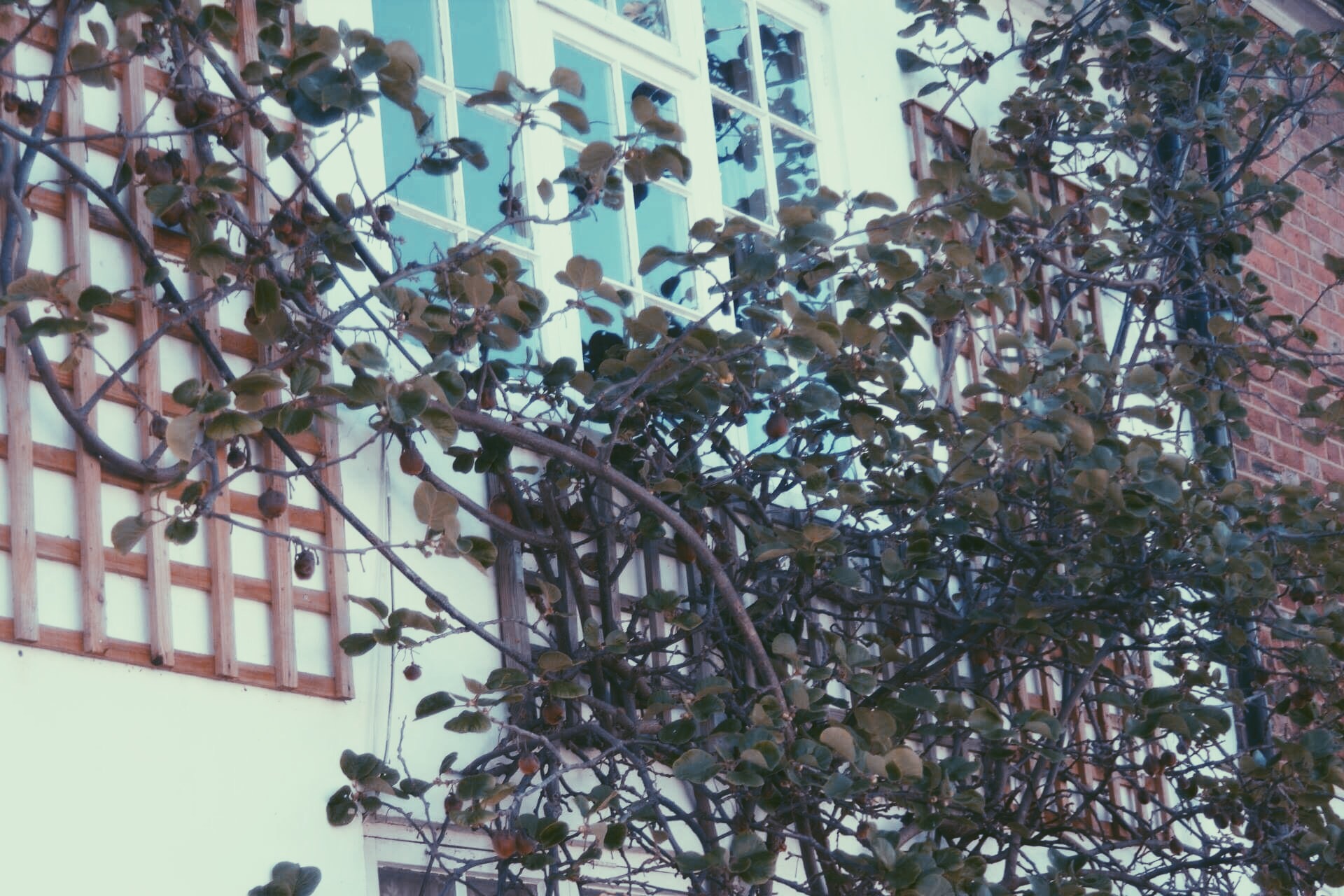 Quality Street Your average basic