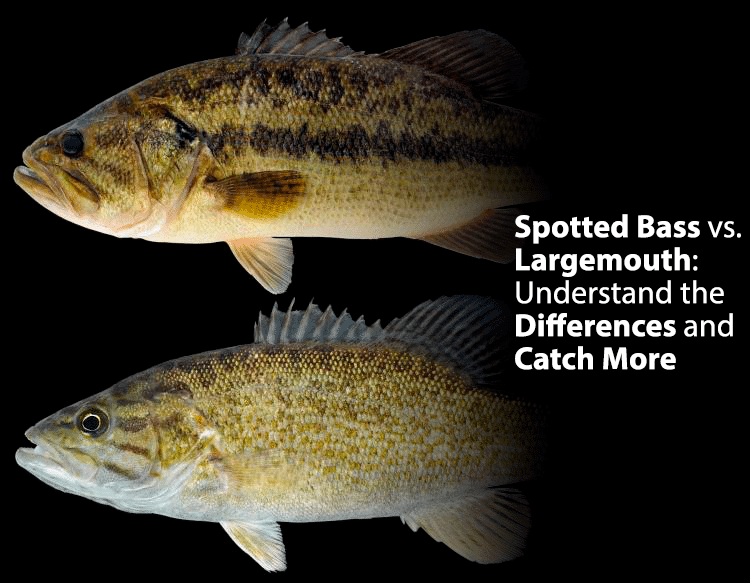 Difference Between Spotted Bass vs Largemouth Bass Your Bass Guy