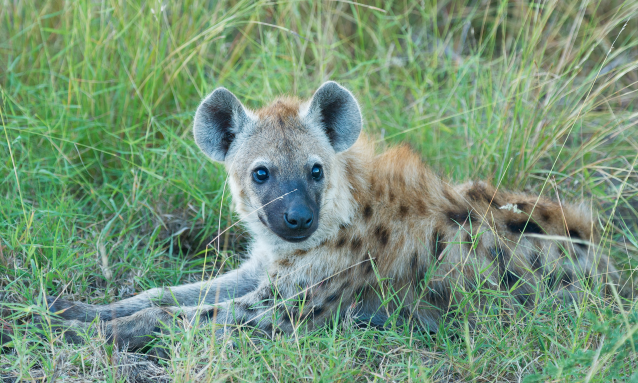 14 facts that dispel the myths about Botswana’s spotted hyenas