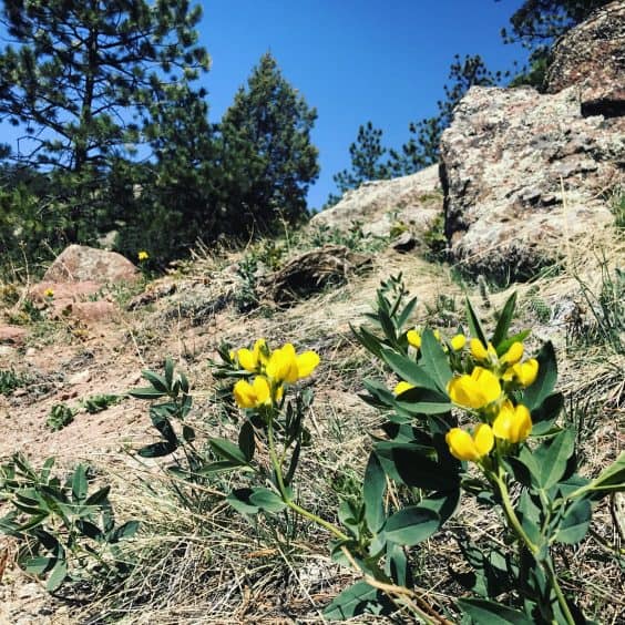 The 6 Best Boulder Trails for Wildflowers Your Boulder