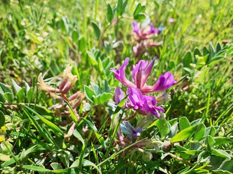 A Guide to the Boulder's Absolute Best Wildflowers Hikes