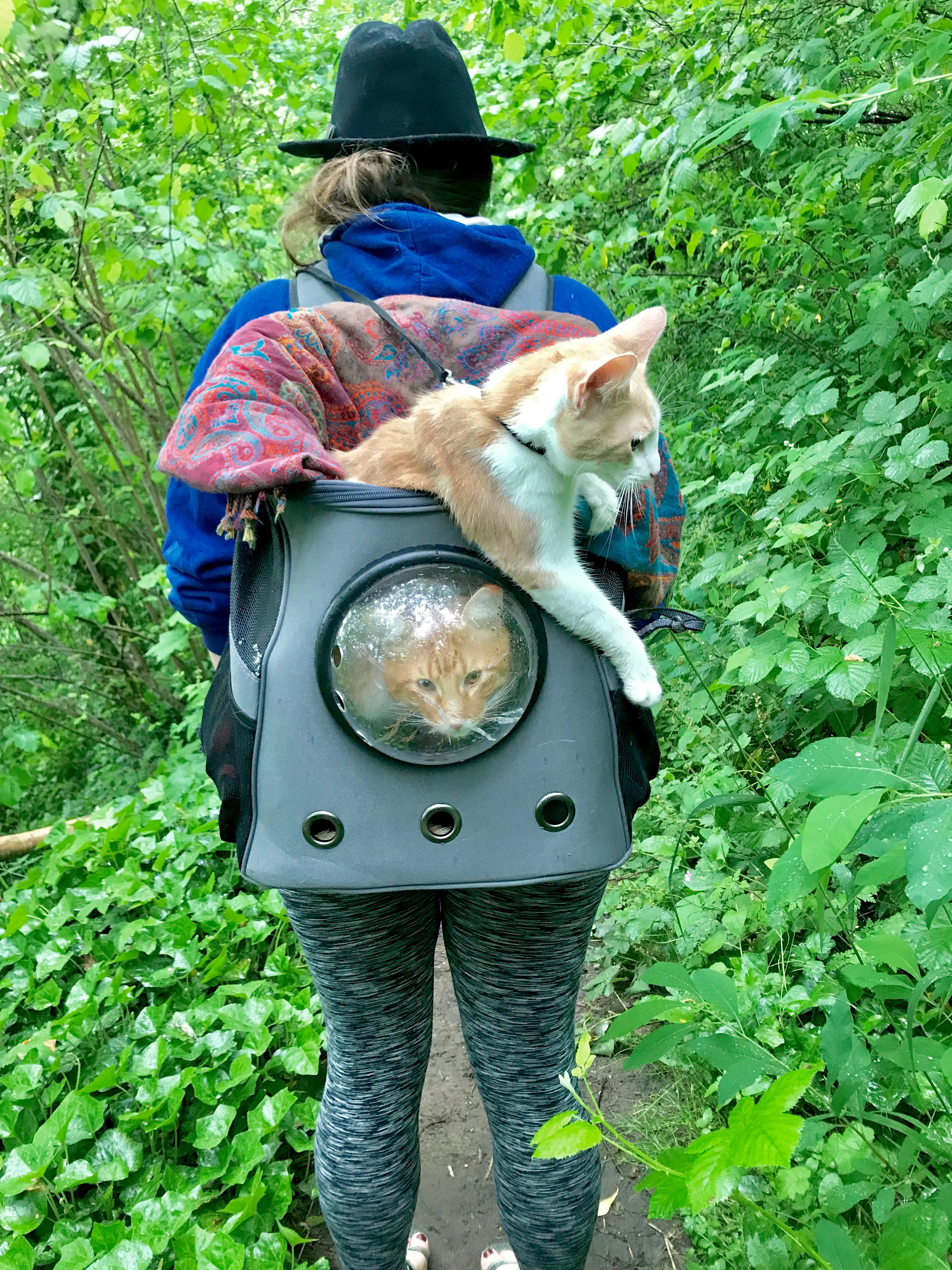 Binx and Norman Your Cat Backpack Featured Feline
