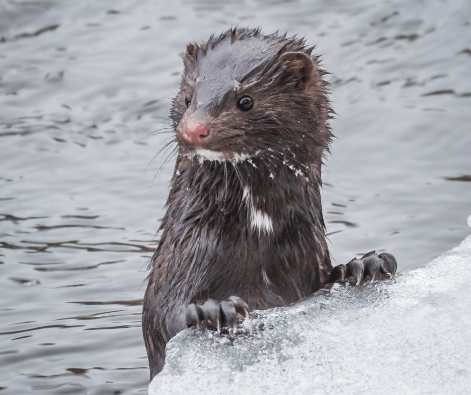 Nutmeg Acres Wildlife Rehab